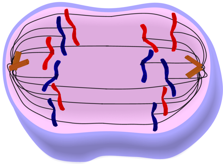 stages-of-mitosis-the-science-herald