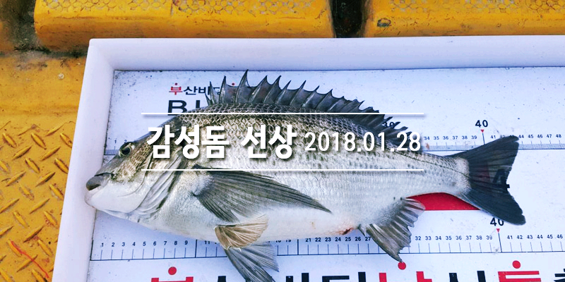 거제진선장 이미지