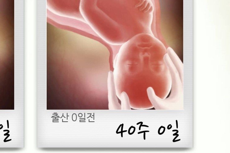 비보루즈 이미지