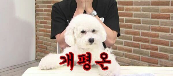 인 이미지