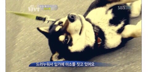 로데오 이미지