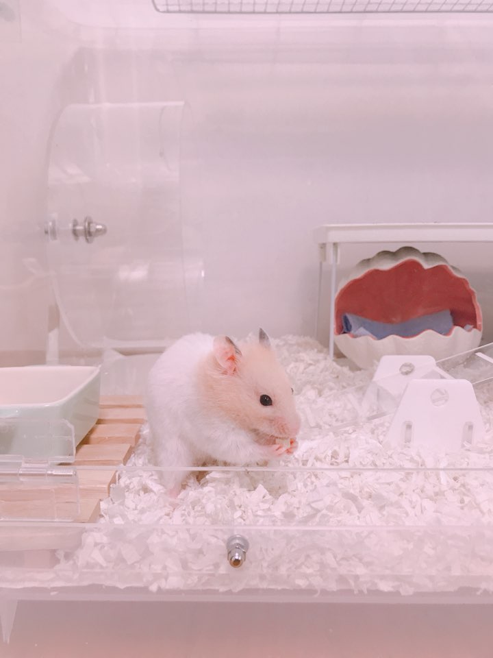보라펫 이미지