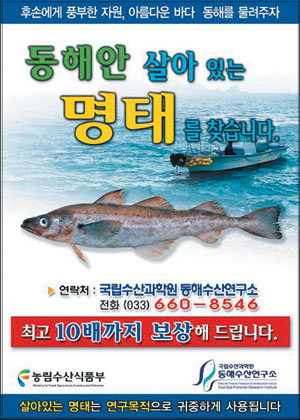 명태한마리 이미지
