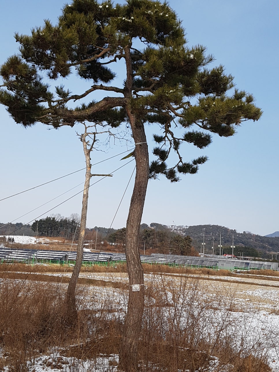 금마조경 이미지