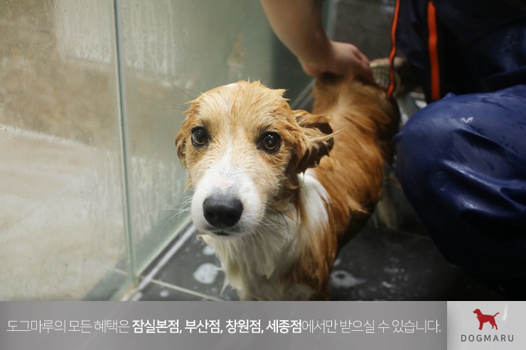 그레잇도그 이미지