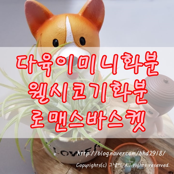 로맨스바스켓 이미지