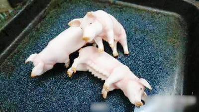 알로하샐러드 이미지