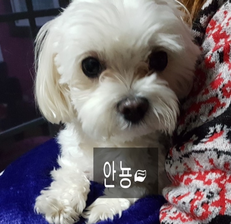 고고씽펜션 이미지