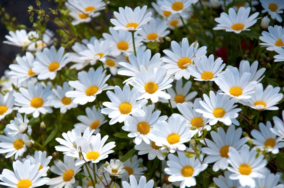 데이지(daisy) 이미지