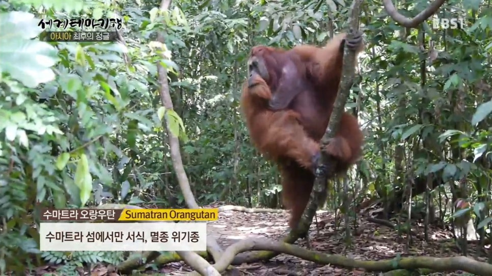 안녕숲 이미지