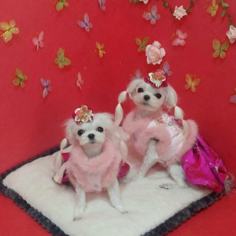 은미 이미지