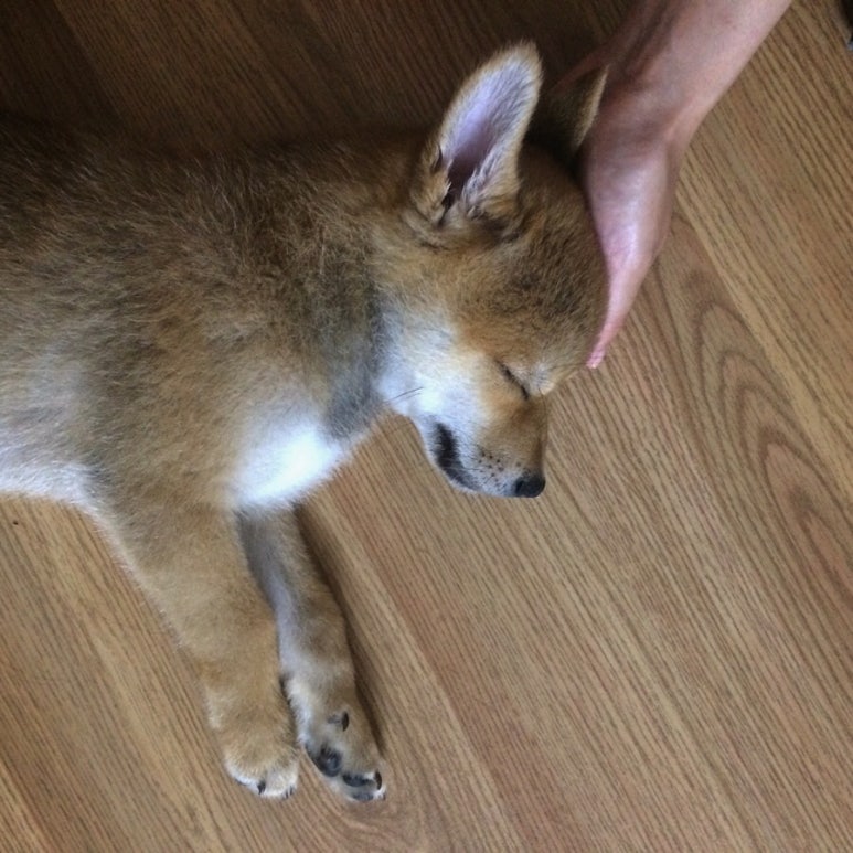 이*호 이미지