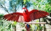 홍금강앵무(Green winged Macaw) : 네이버 블로그