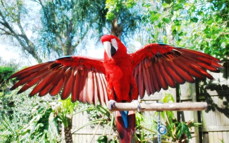 홍금강앵무(Green winged Macaw) : 네이버 블로그