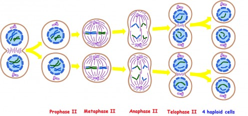 Stages of Meiosis – The Science Herald