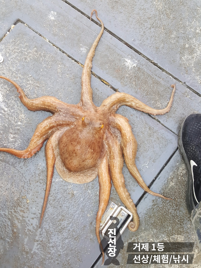 거제진선장 이미지