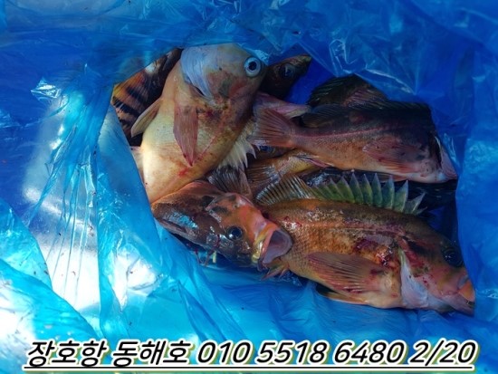 동해호 이미지