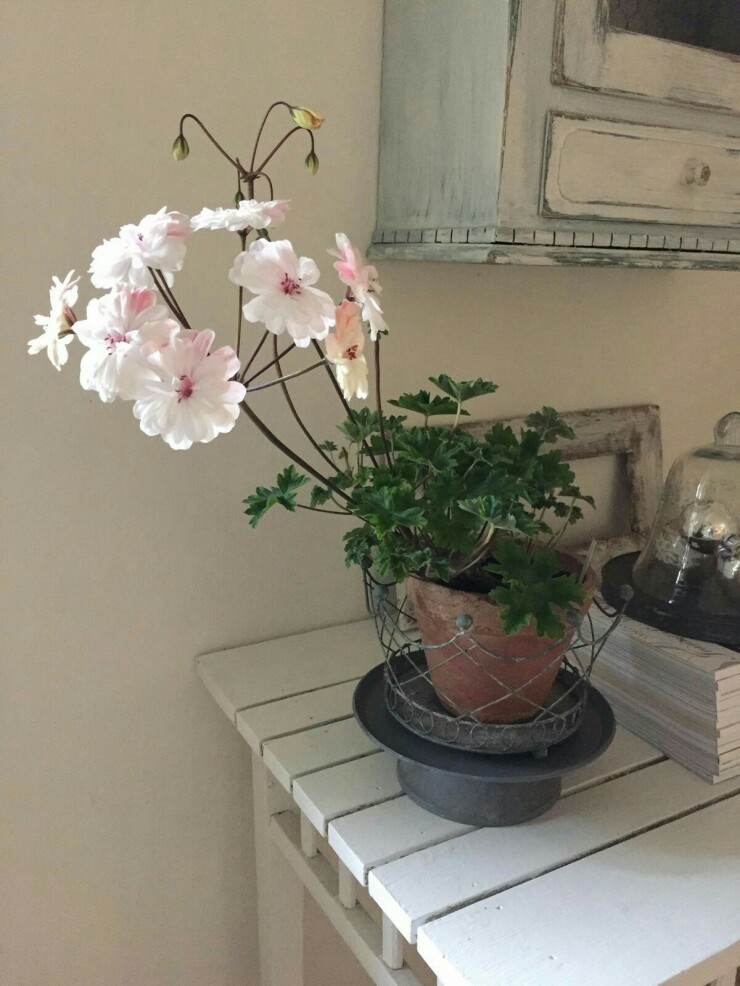 라라 마조리 이미지