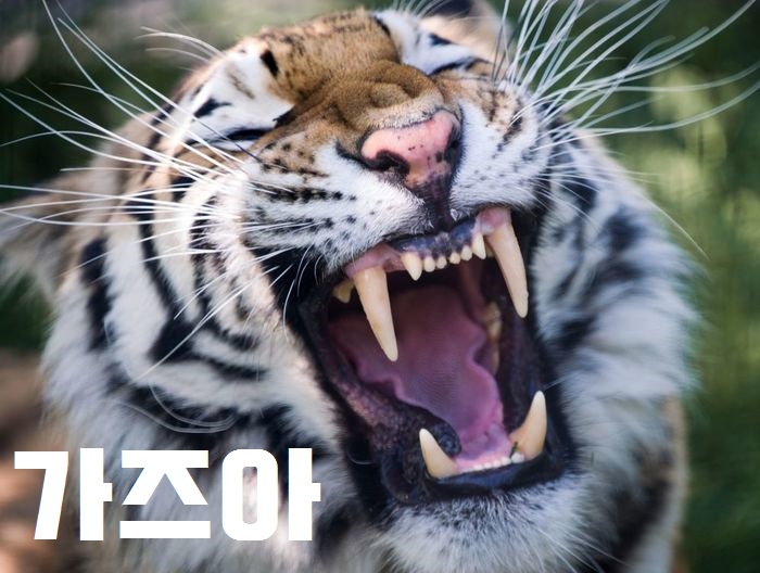 팀타이거짐 이미지