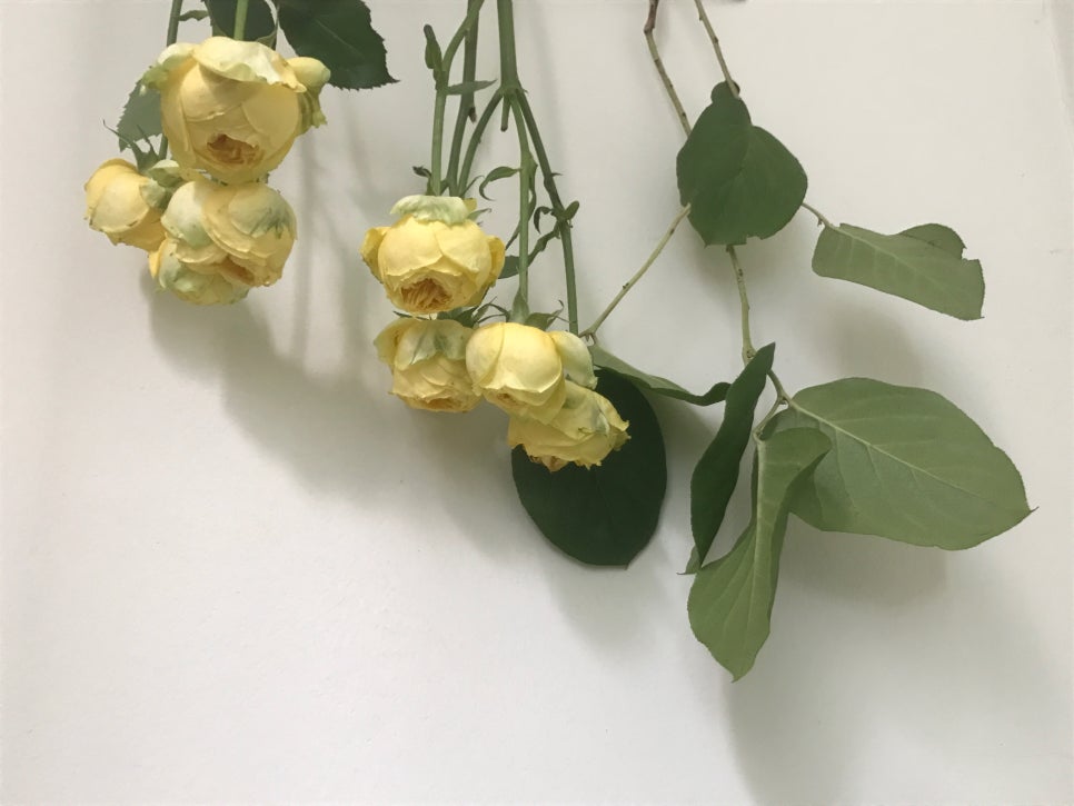 카타리나플라워 이미지