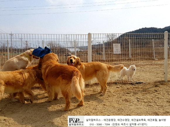 설악애견 이미지