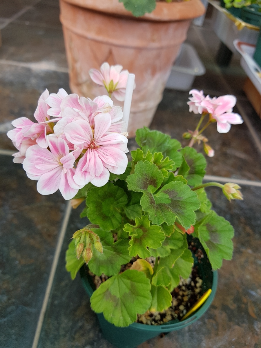 타미나 이미지