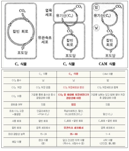 C4식물과 과 C3식물, CAM식물 : 네이버 블로그