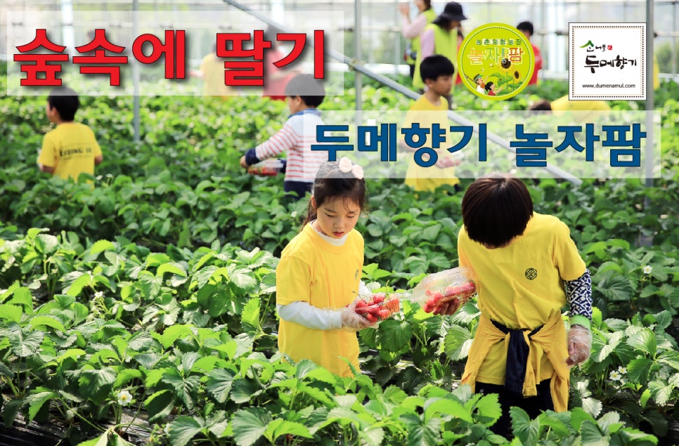 숲속에 딸기 이미지