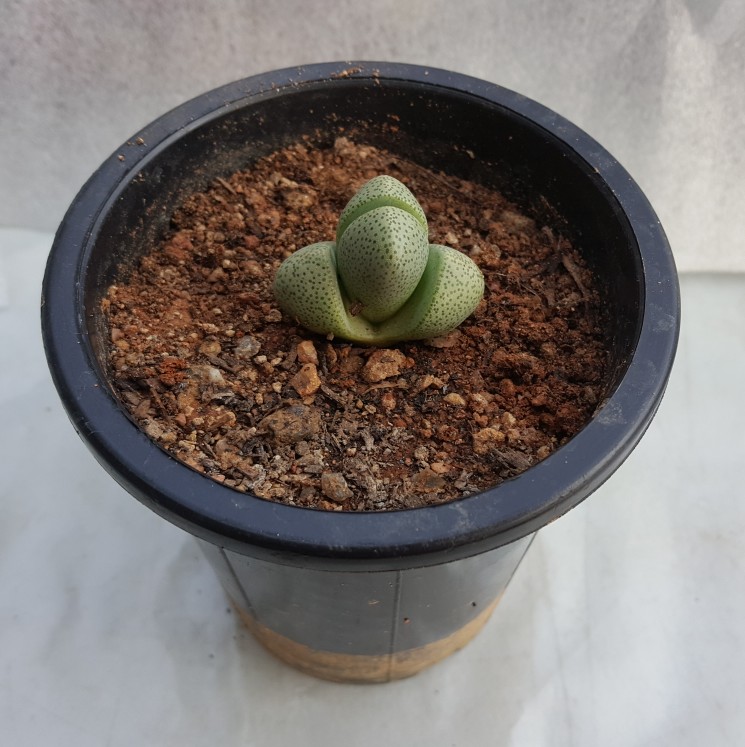 선아트농장 이미지