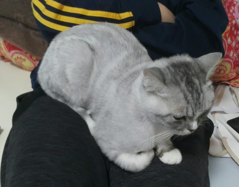 옹식구 이미지