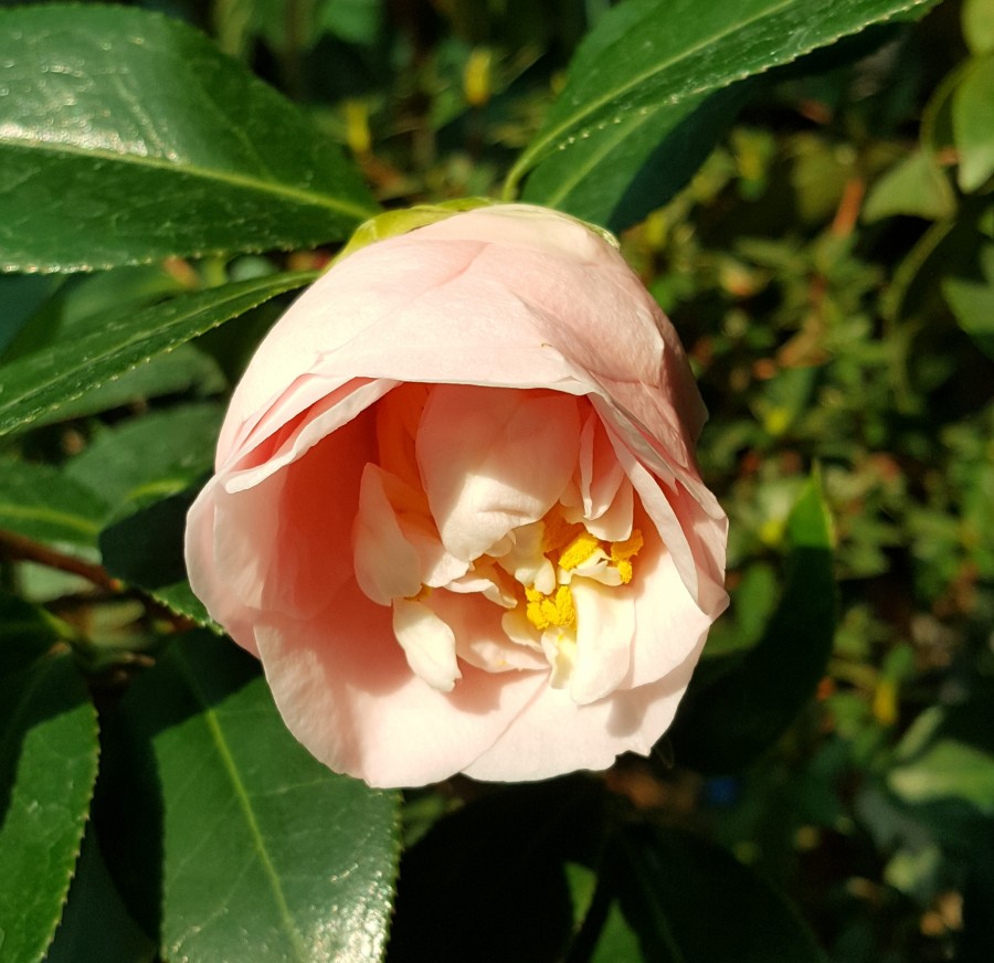 다래투 이미지