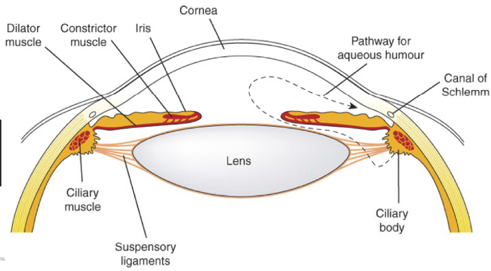 Pupillary Muscles Ciliary Muscle pupillary-muscles-ciliary-muscle