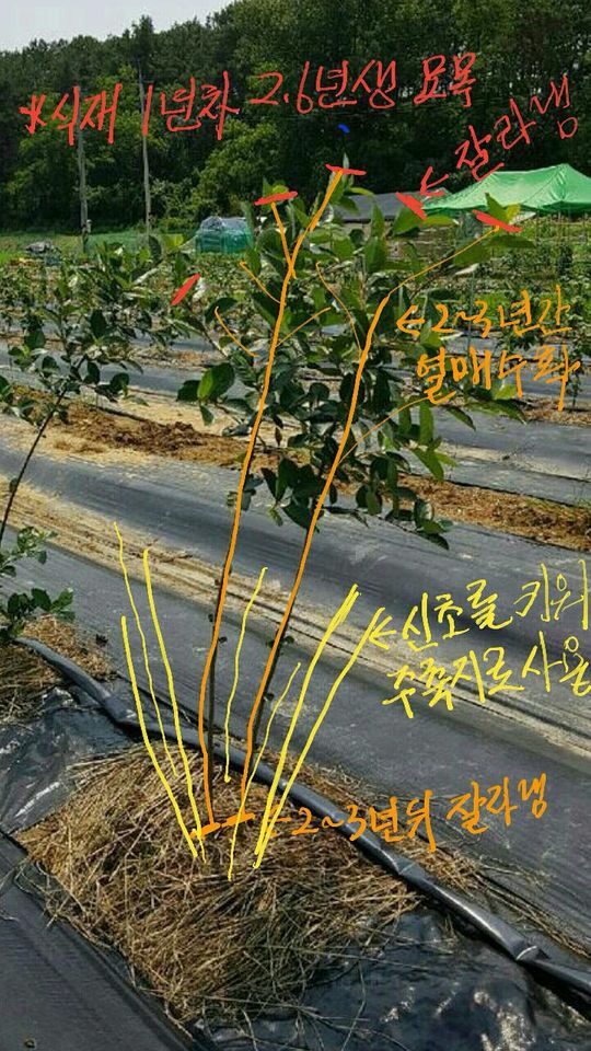 상록슈퍼 이미지