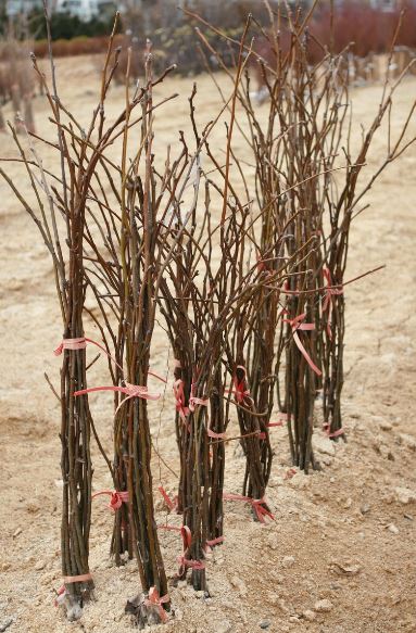 화산농원 이미지