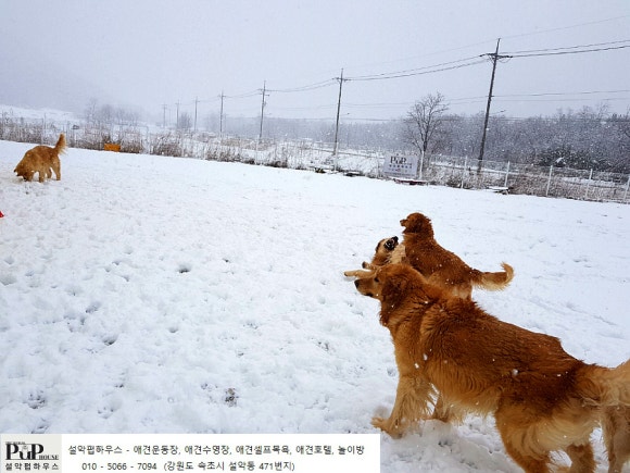 설악애견 이미지