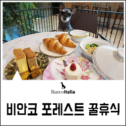 비안코 포레스트 이미지