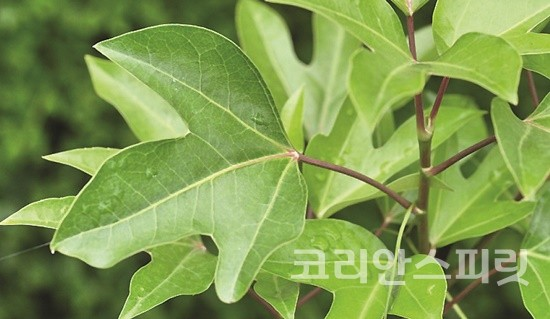(주)에이치에스피라이프 이미지