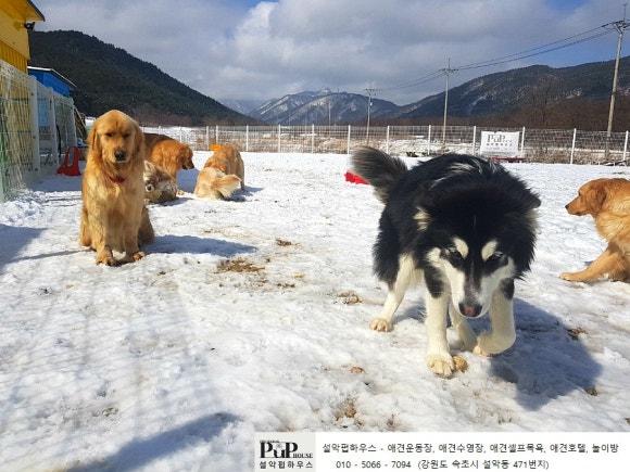 설악애견 이미지