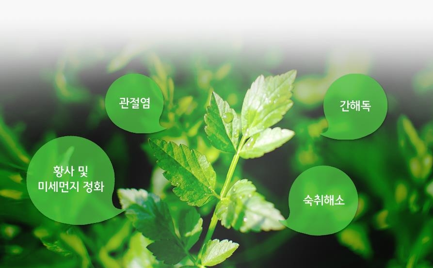 한재미나리영농조합법인 이미지