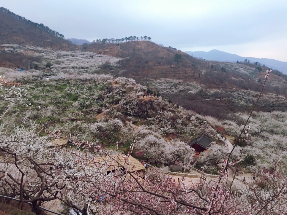 플로릴케이크 이미지