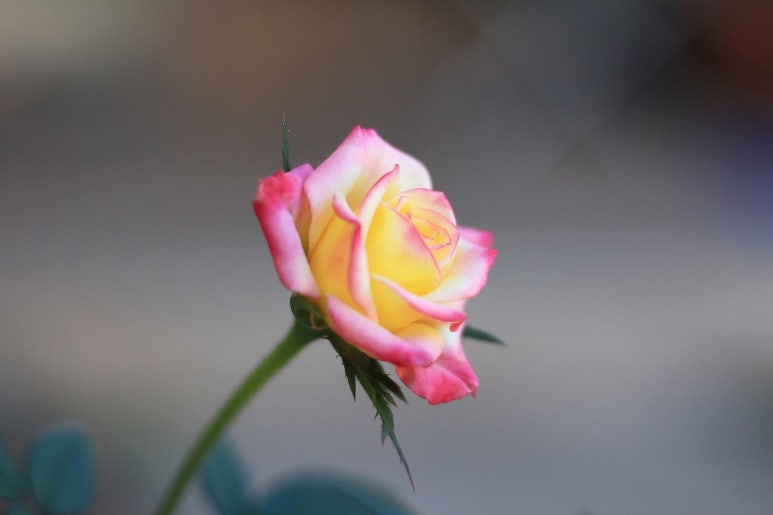 송이와다발 이미지