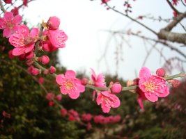 황금농원 이미지