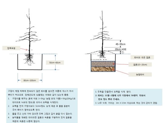 묘목 심기 : 네이버 블로그