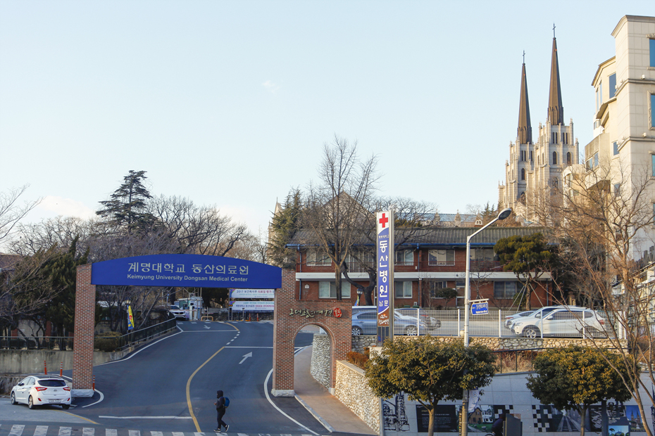 청라푸른담쟁이 이미지