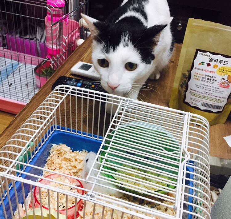 꾸꾸몰 이미지