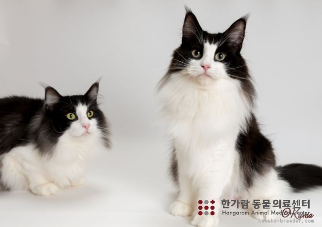지안포레스트 이미지