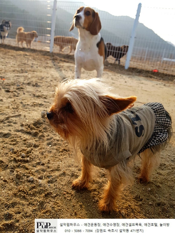 설악애견 이미지