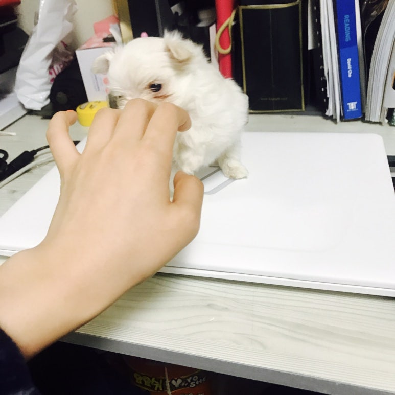 홍이돼장 이미지