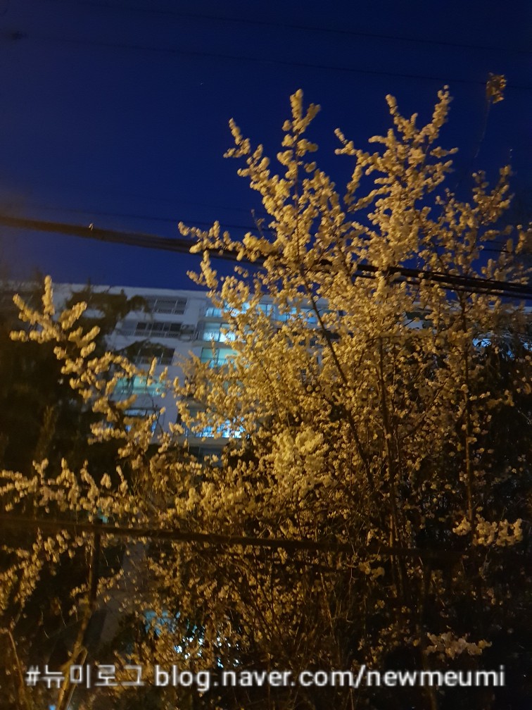 매화다육 이미지