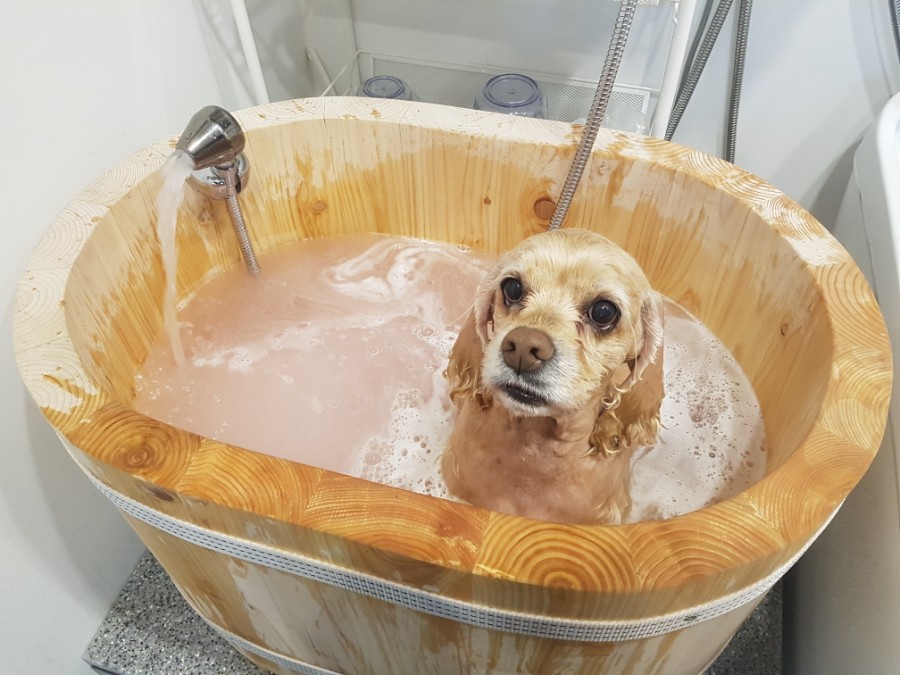 콩자 이미지